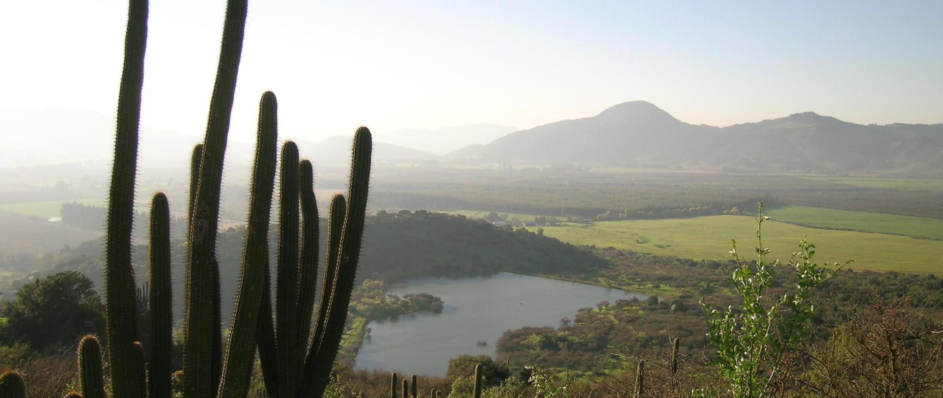 Cactus Valle Los Lingues